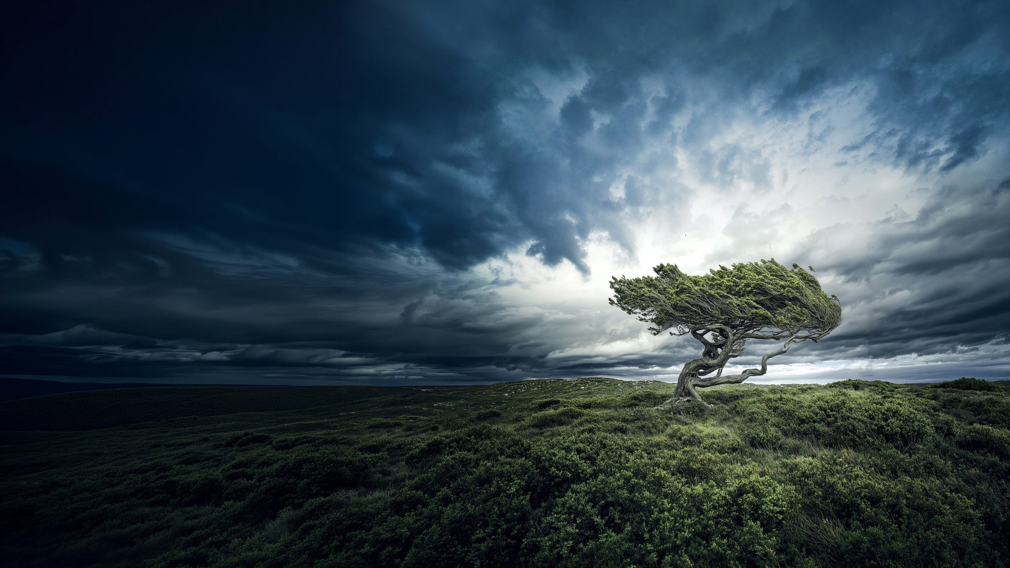 R3silience Tree-1